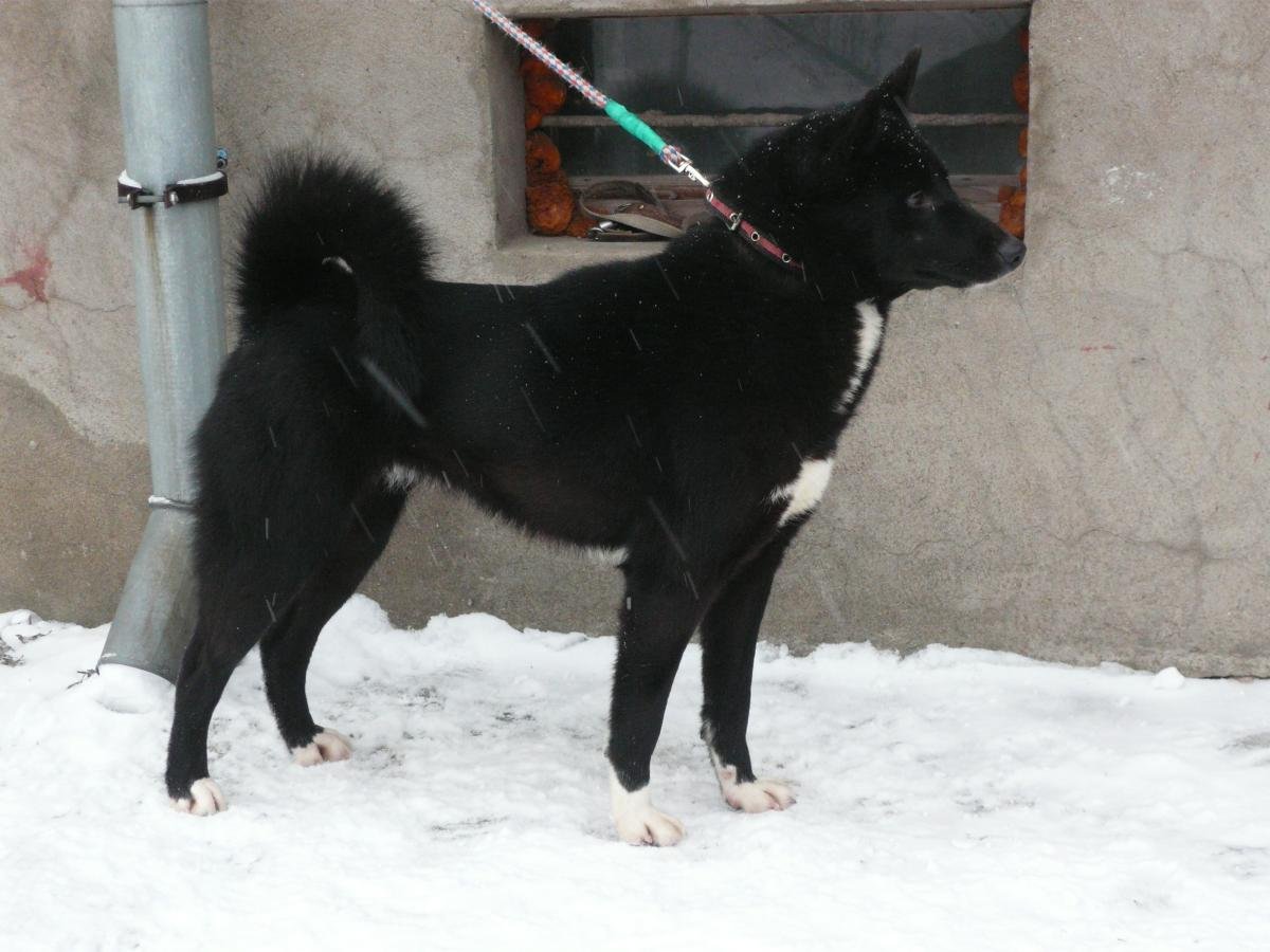 Лайка черная пушистая