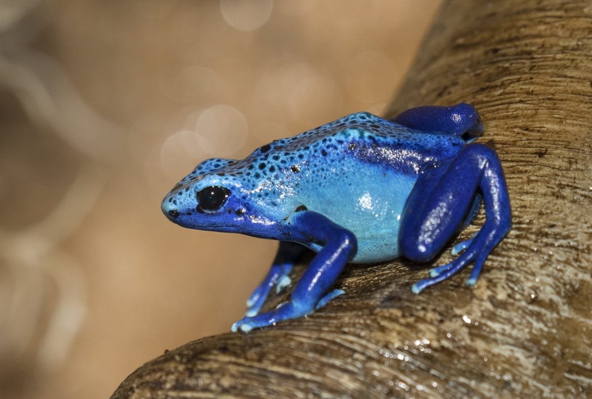 Желтая лягушка с красными глазами