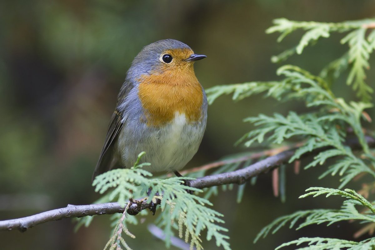 Robin Redbreast птица