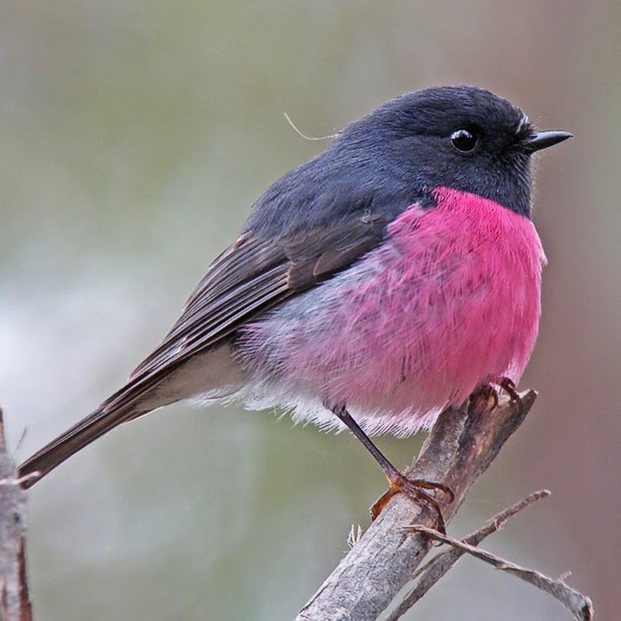 Пурпурный танагровый певун