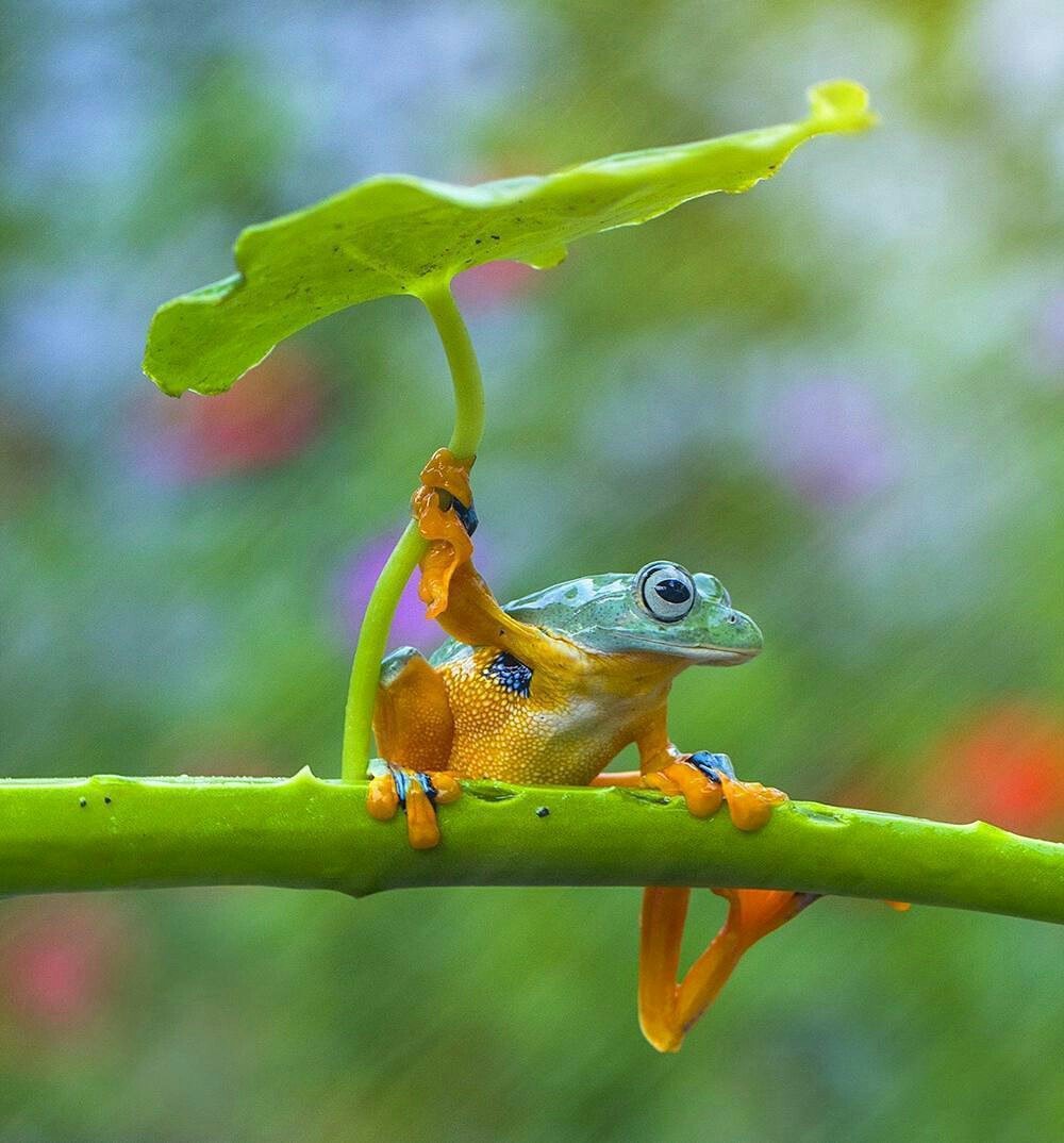 Аннамский веслоног
