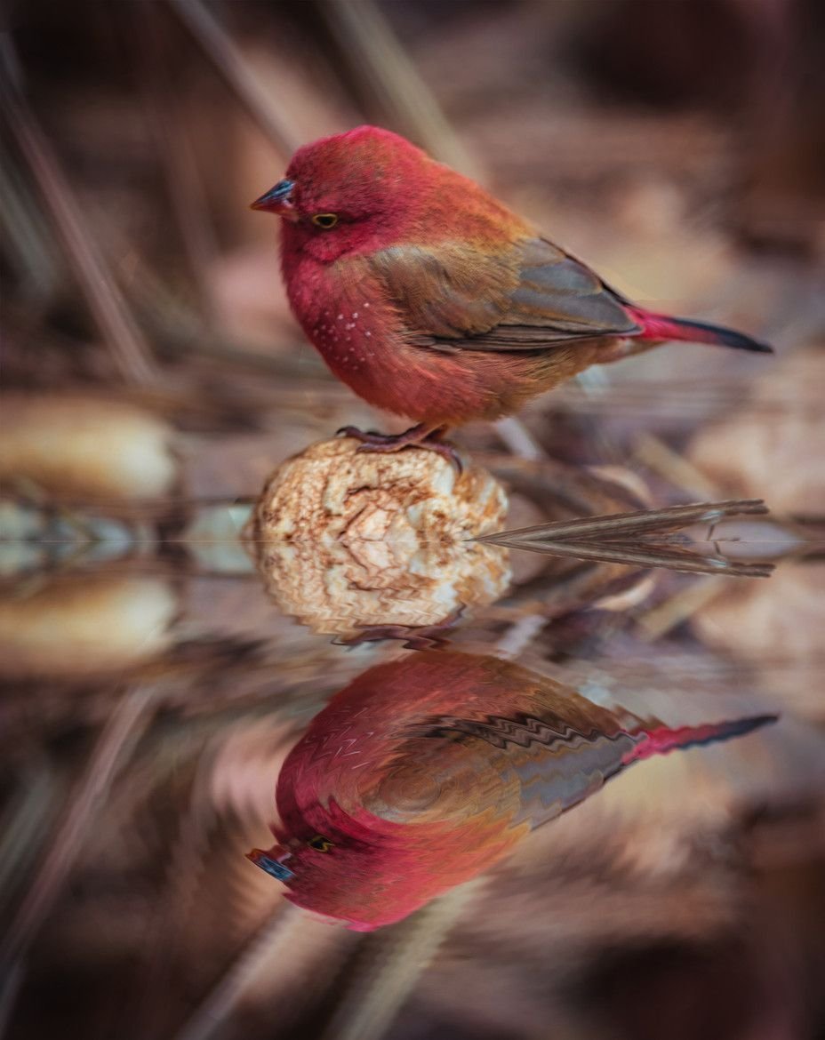 Птица Зарянка Малиновка