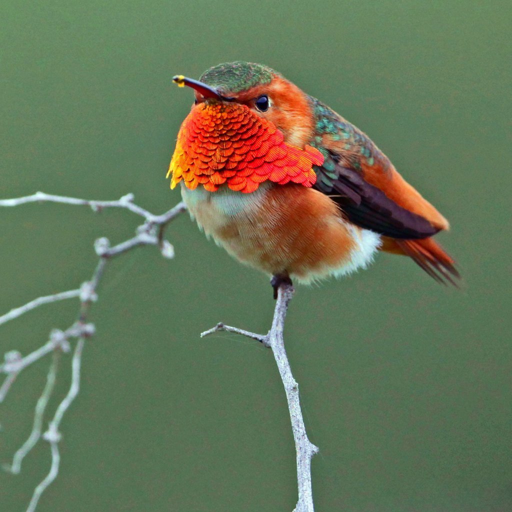 Зарянка Малиновка горихвостка