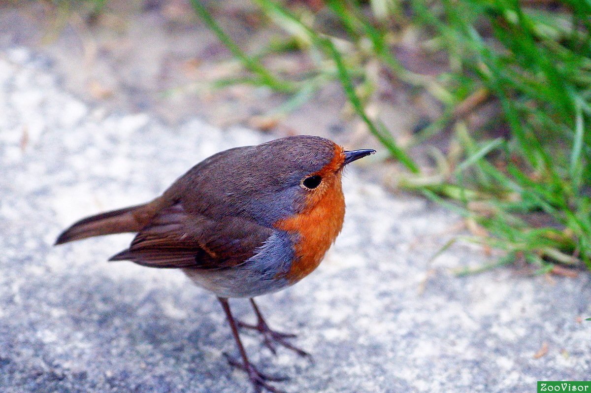 Красногрудый Соловей