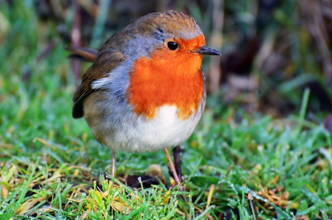 Краснолобая петроика