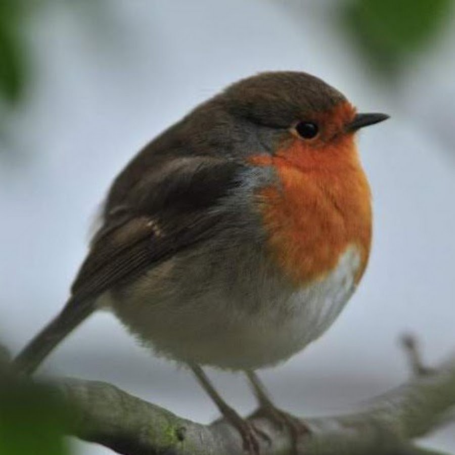 Малиновка Зарянка птичка