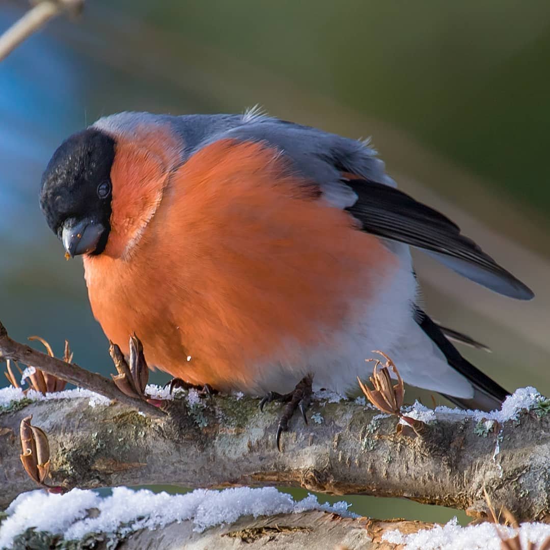 Красногрудая Малиновка Маргарет