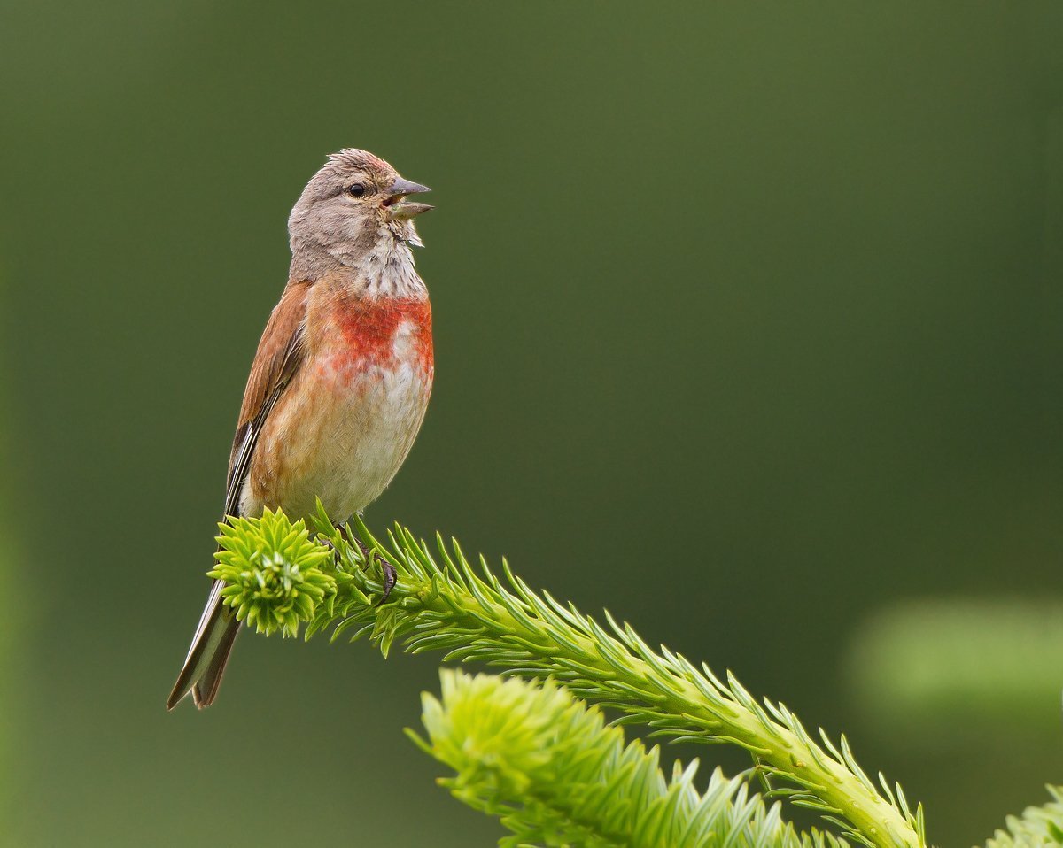Снегири на снегу
