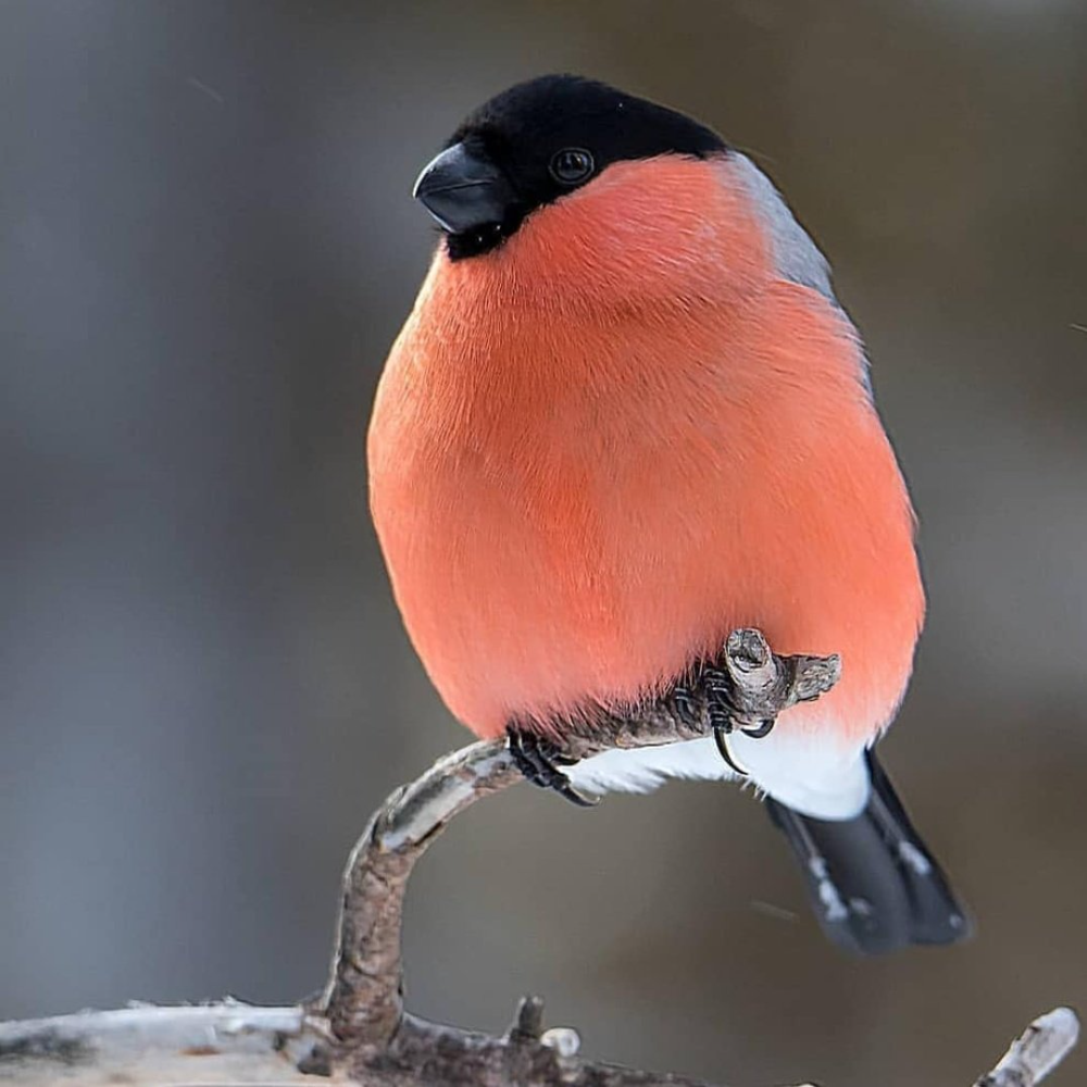 Малиновка Зарянка акварелью