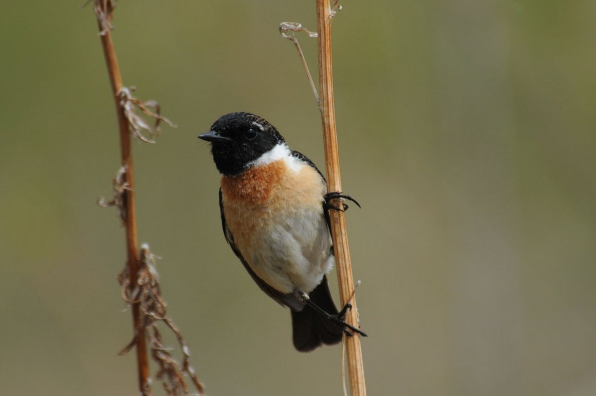 Зарянка горихвостка