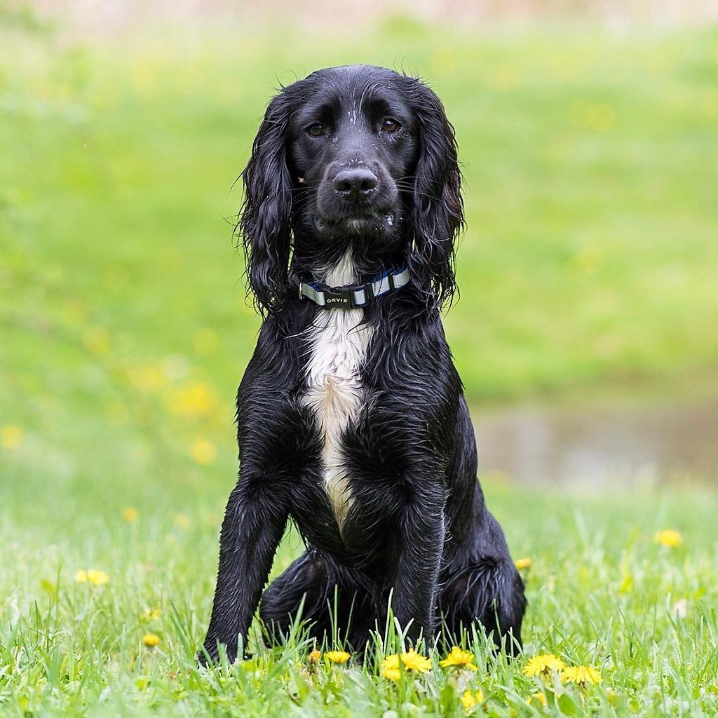 Французский Бигль харьер