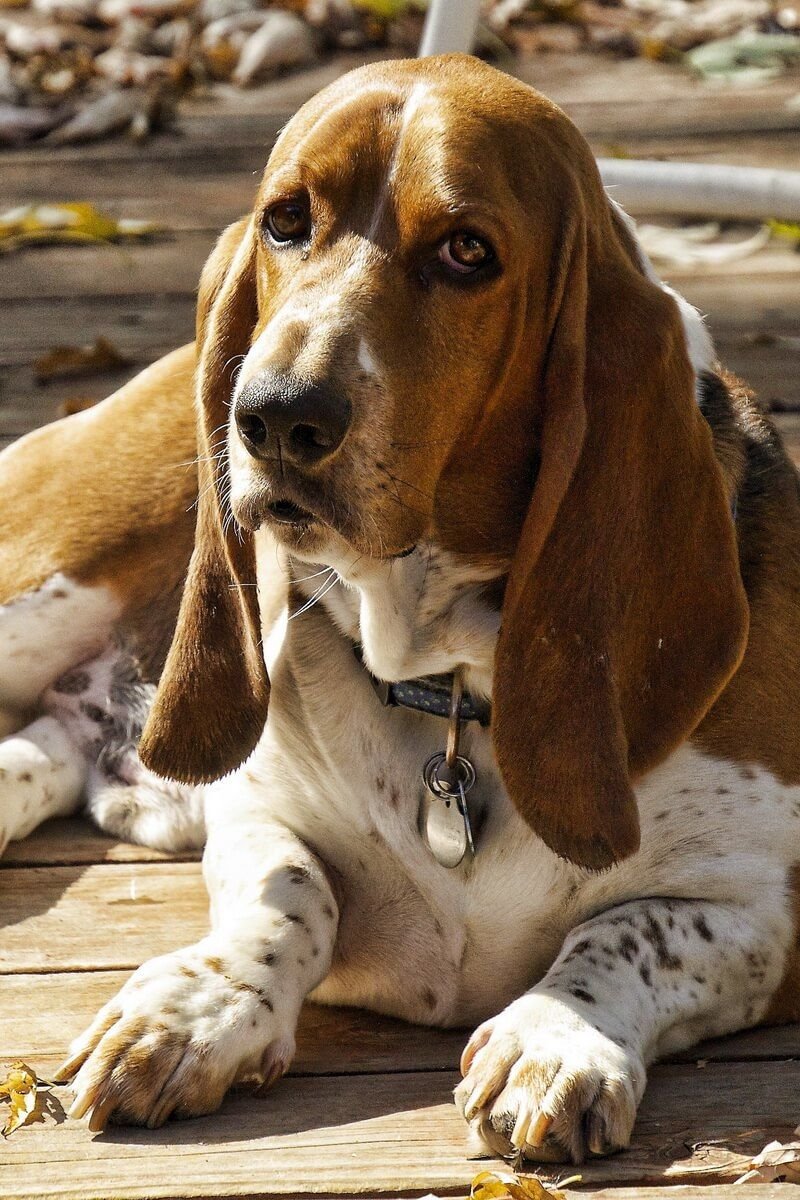 Бассет хаунд