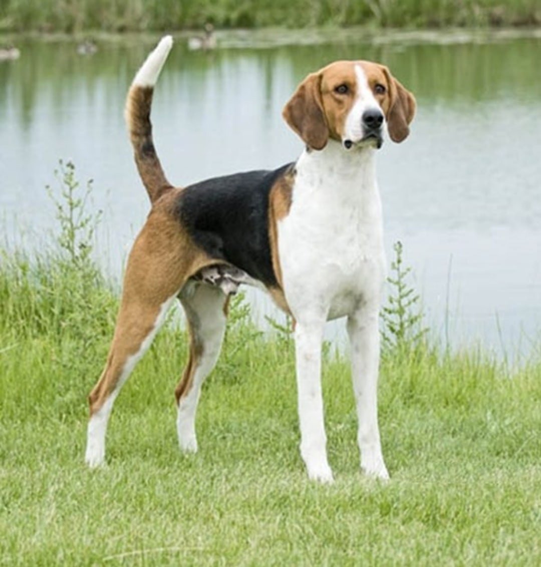 Сеттер карандаш