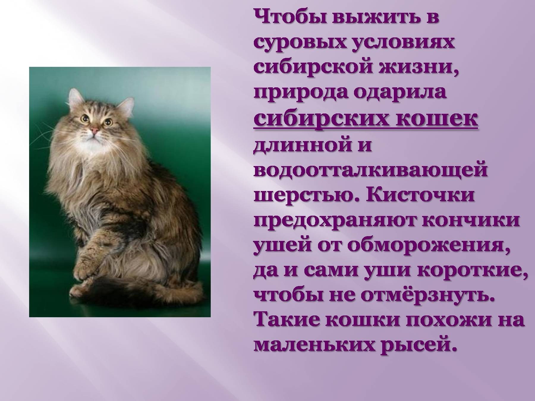 Почему кошка любимое животное. Доклад про кошек. Рассказ о сибирской кошке. Проект про кошек домашних. Презентация на тему кошки.