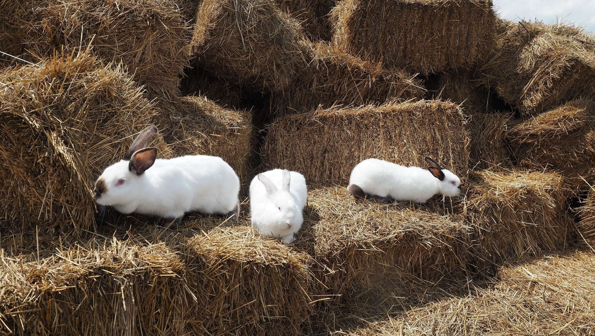 Кролики живут на ферме. Фермерское хозяйство кролики. Кролики сельскохозяйственные. Ферма кроликов. Животноводство кролики.
