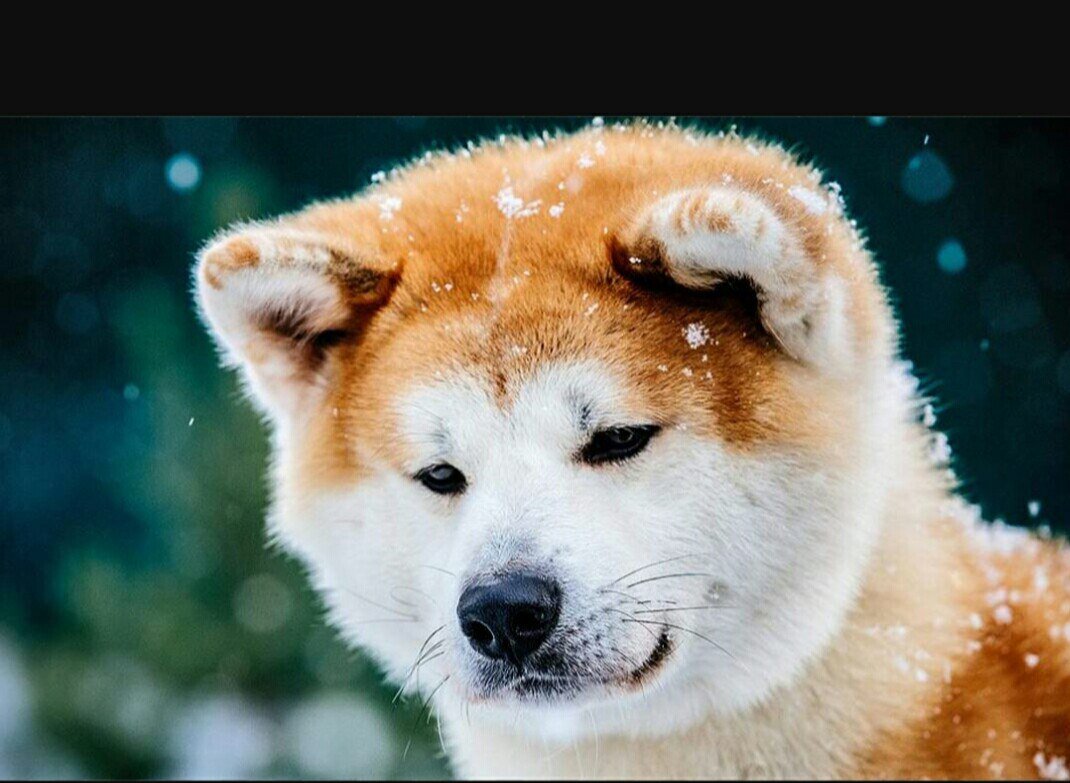 Американская Акита ину белая