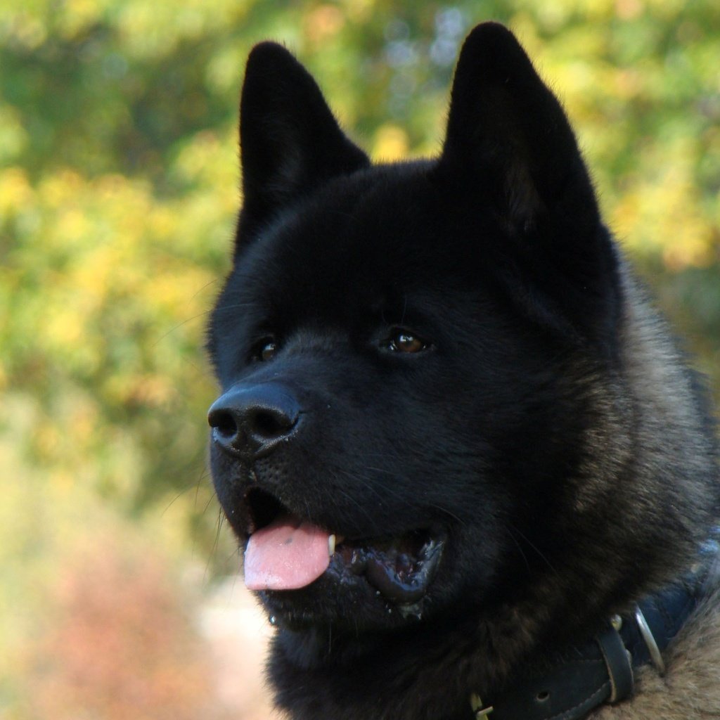 Американская Акита