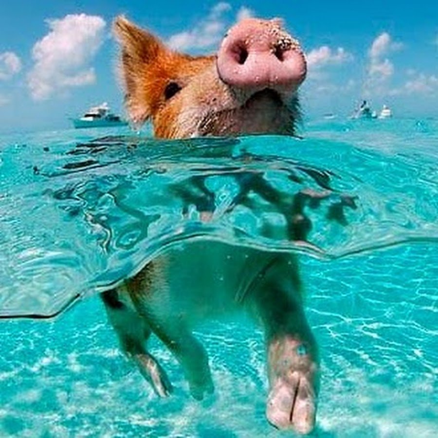 Остров Пиг Бич Багамы