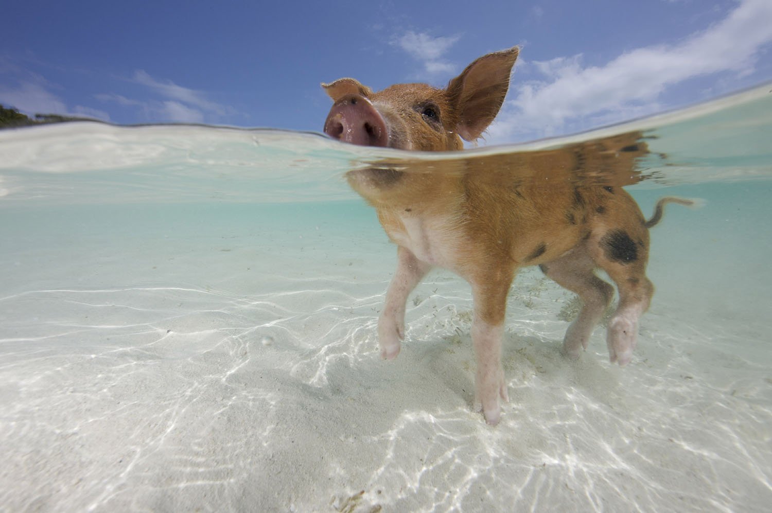Животные купаются. Пиг-Бич Багамские острова. Биг Мэйджор Кэй Багамские острова. Водоплавающие свиньи Багамы. Остров Пиг Бич Багамы.
