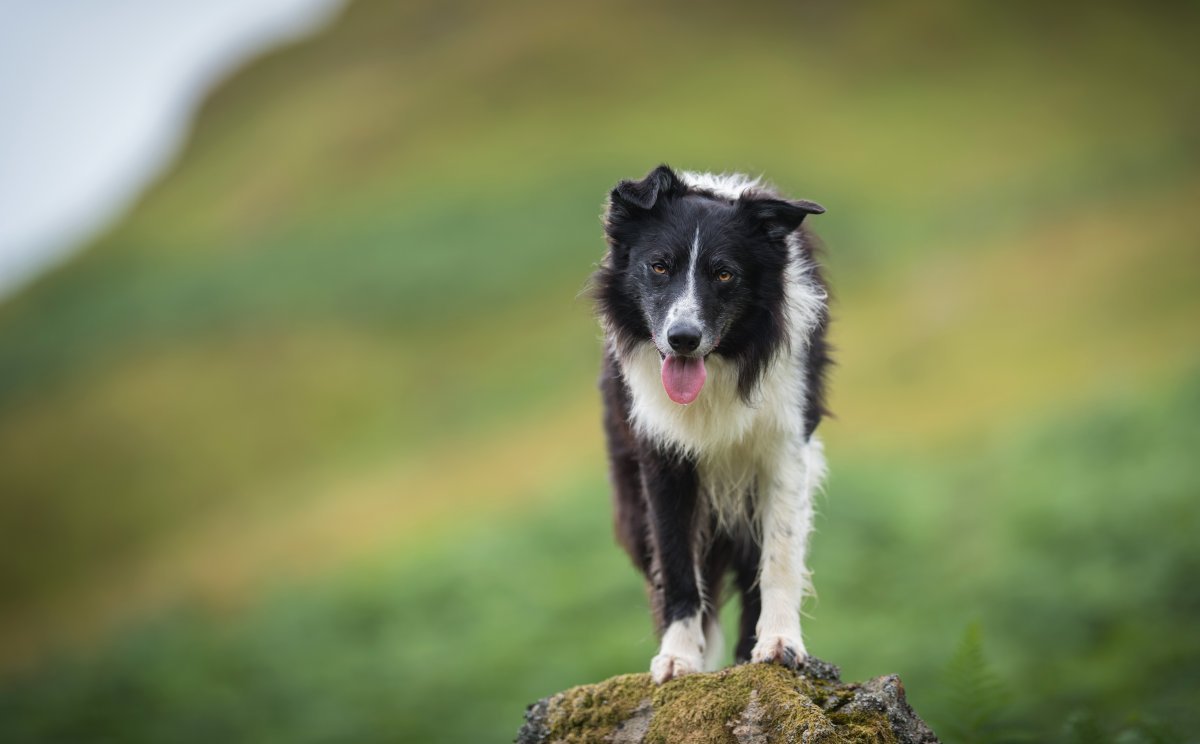 Бордер колли белый