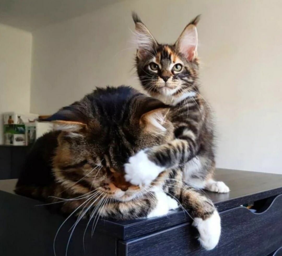 Мейн кун Павла воли