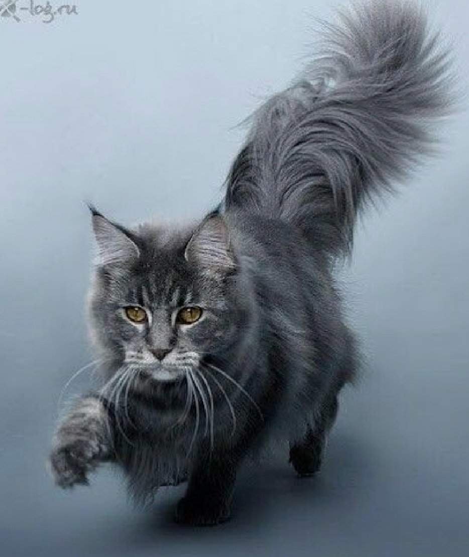 Мейн куны семья