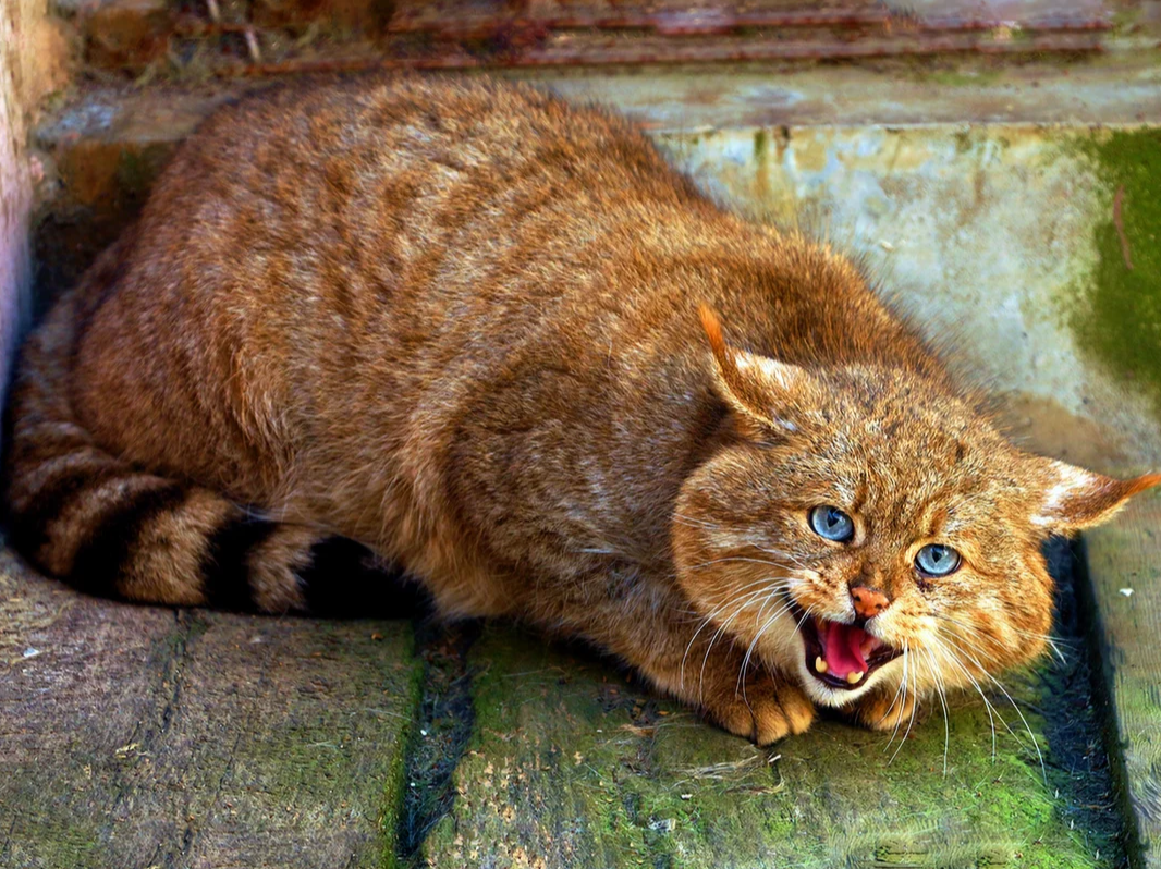 Красивые полосатые котята