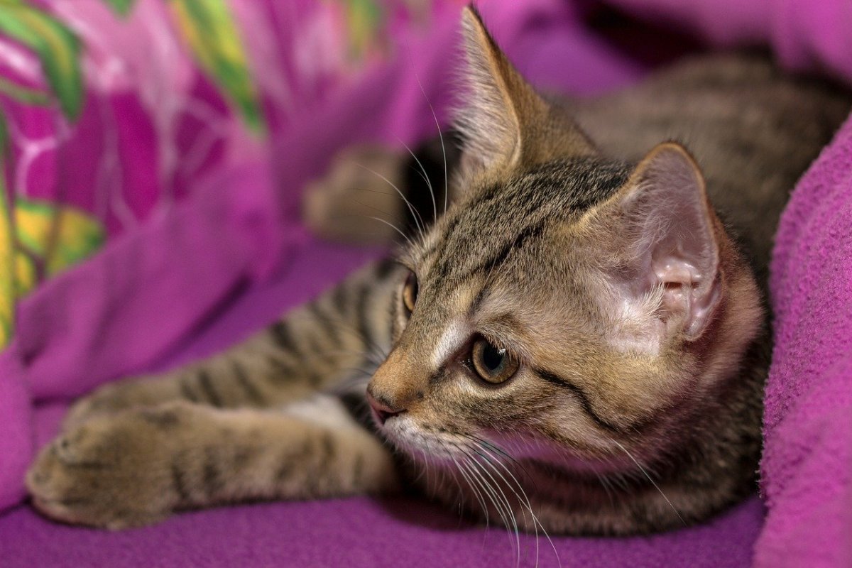 Дракон ли Мао