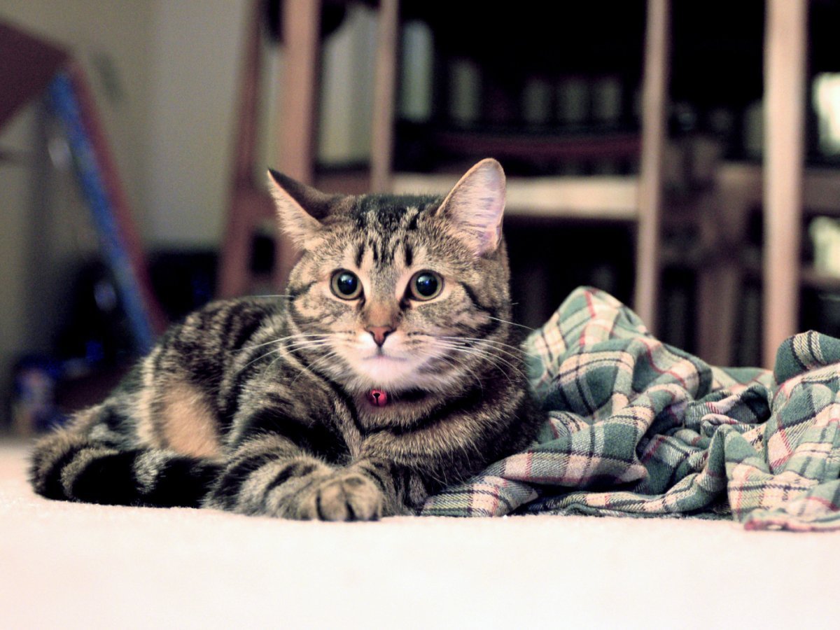 Мама Бенгальская кошка