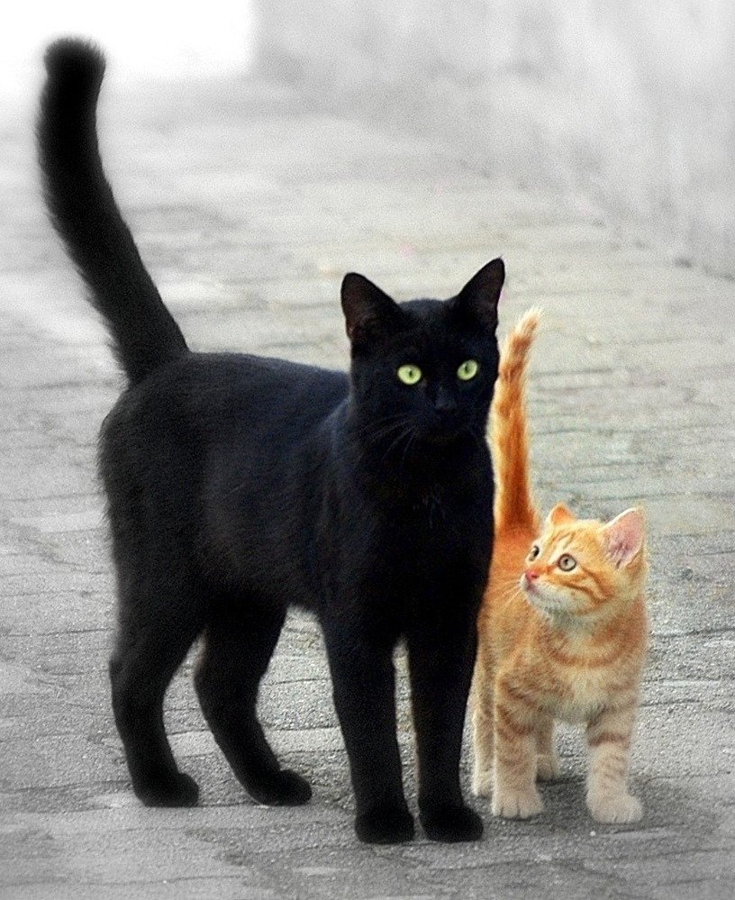 Рыжий и черный кот