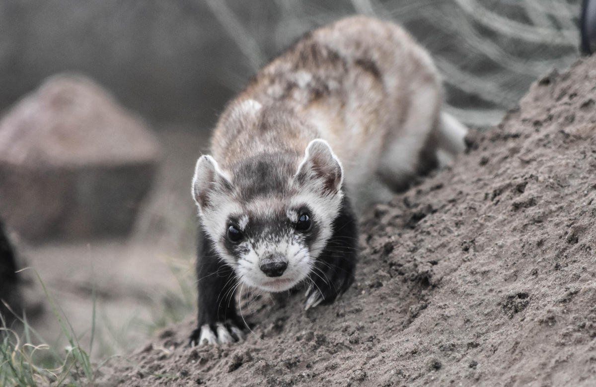 Black-Footed Ferret