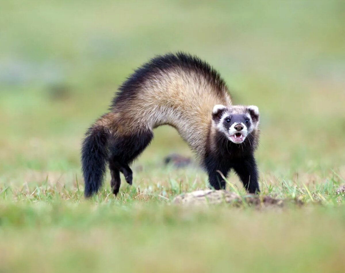 Амурский Степной хорь