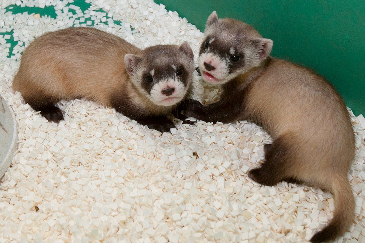 Амурский Степной хорь