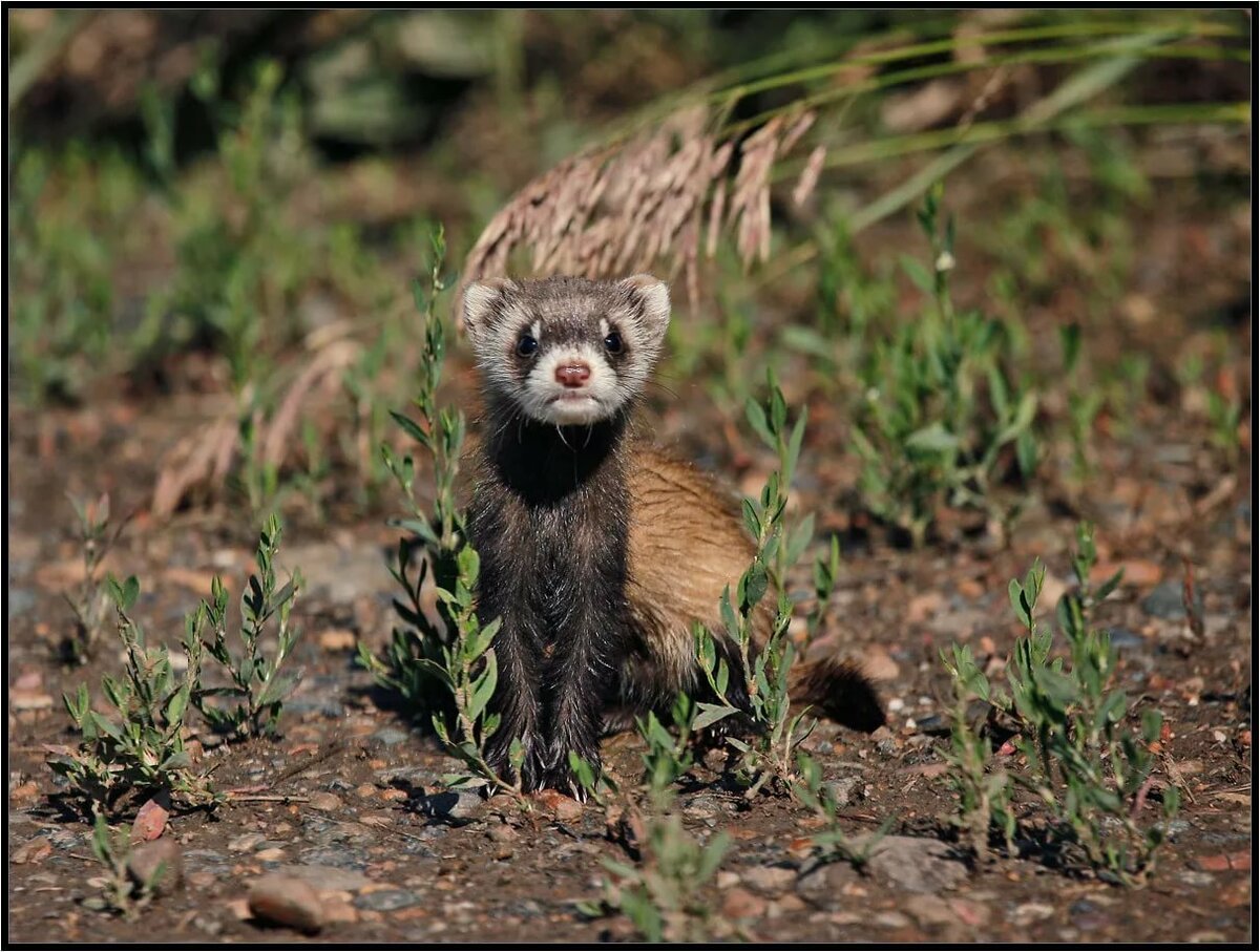 Куница ласка горностай