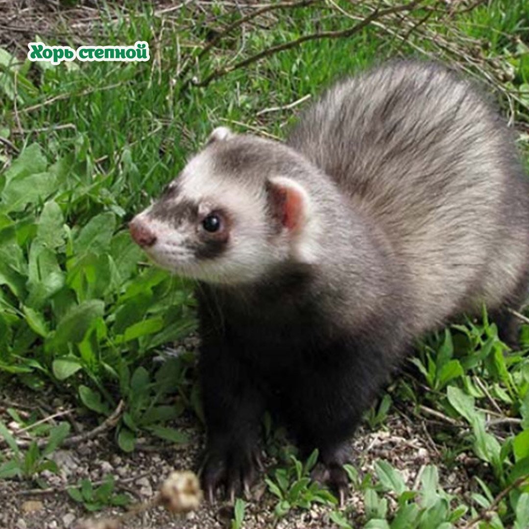 Хорь Степной Крымская