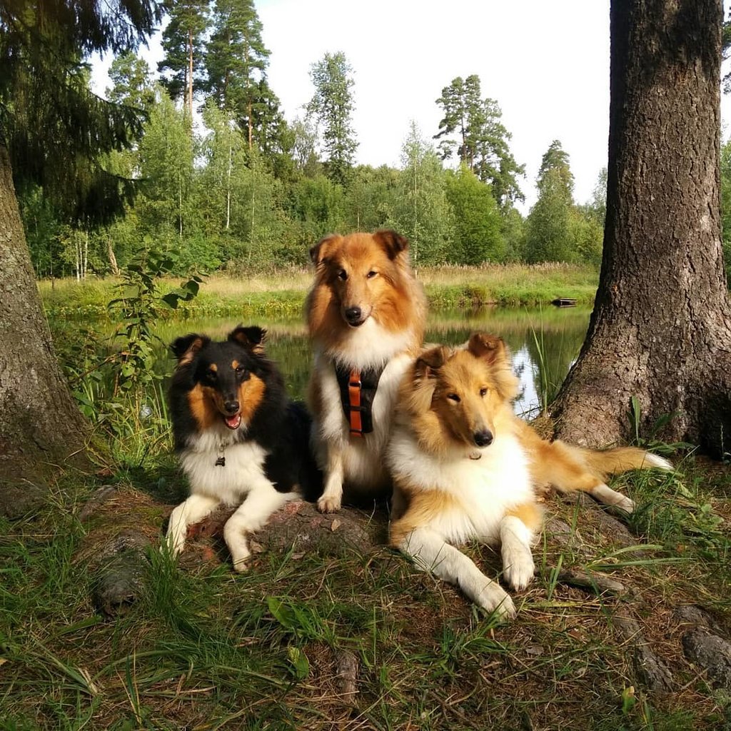 Босерон Мерль