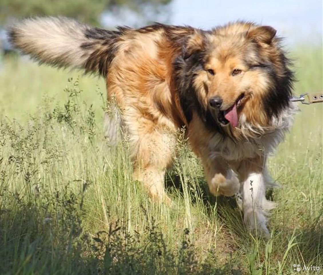 Метис колли и кавказской овчарки