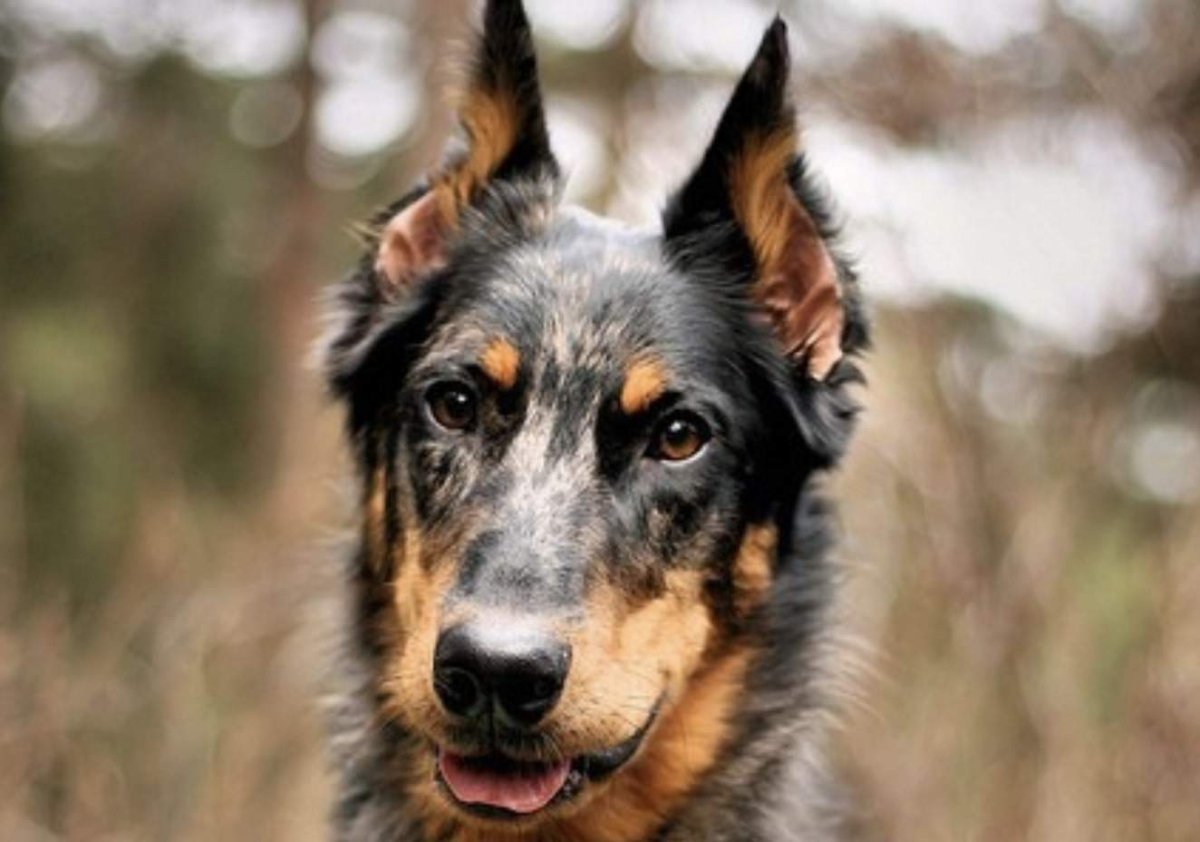 Метис колли и овчарки