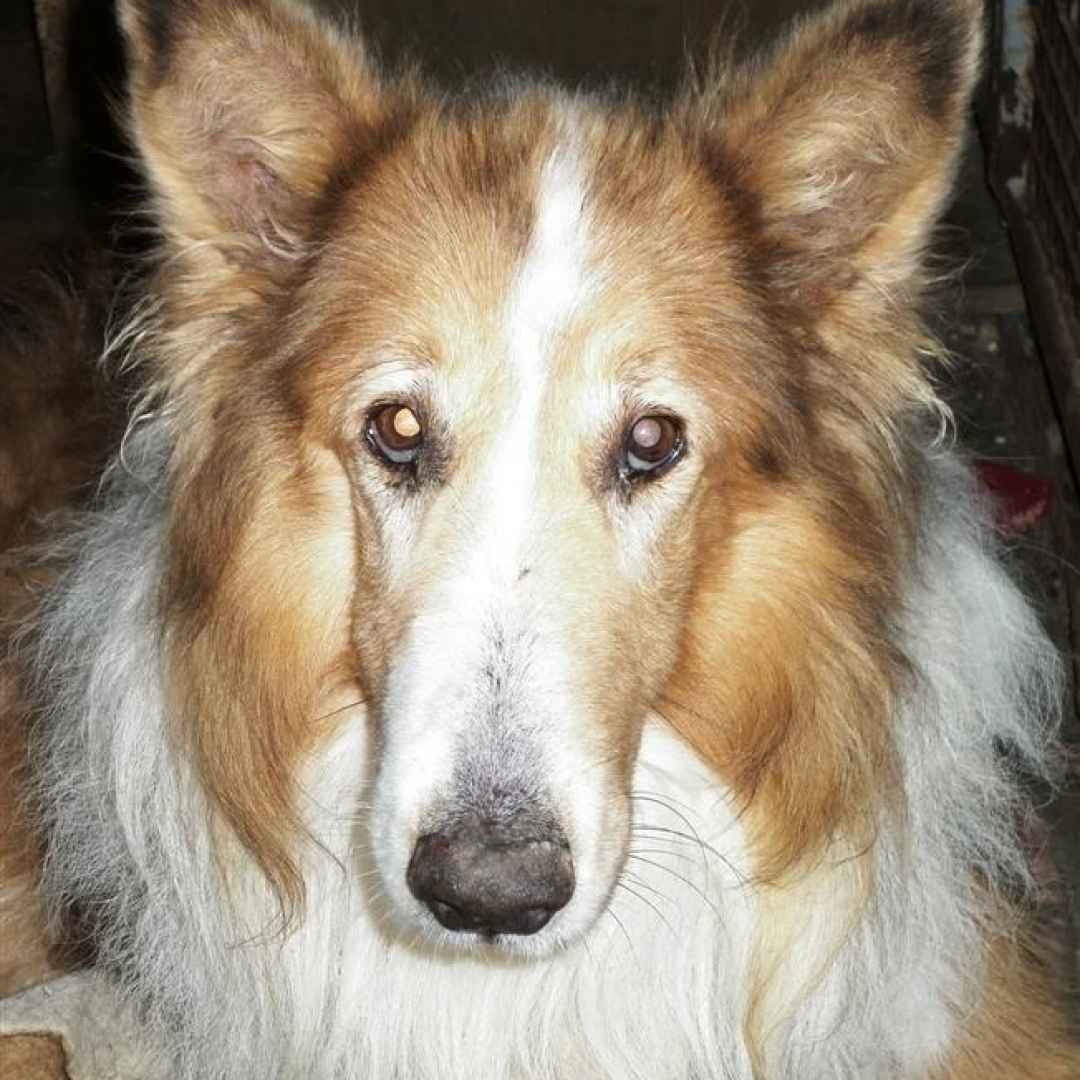 Колли и борзая