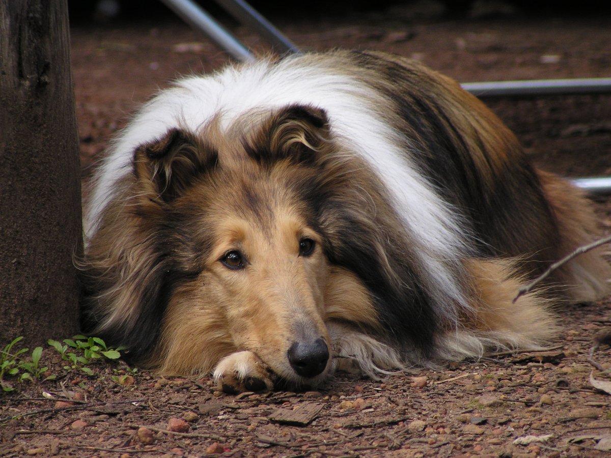 Метис шелти