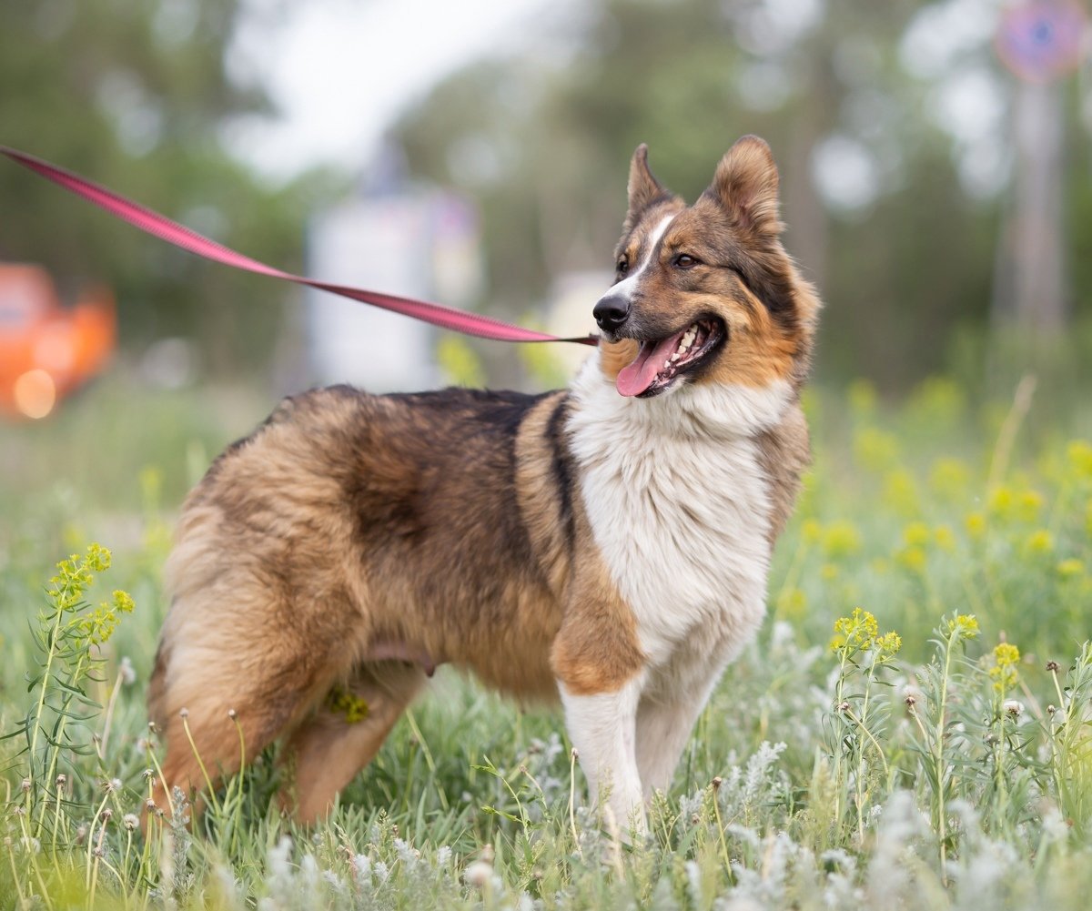 Метис колли и овчарки