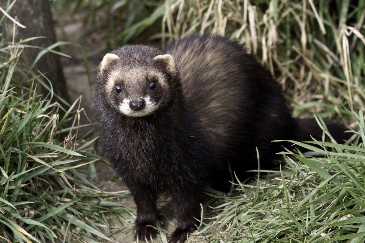 Лесной хорёк