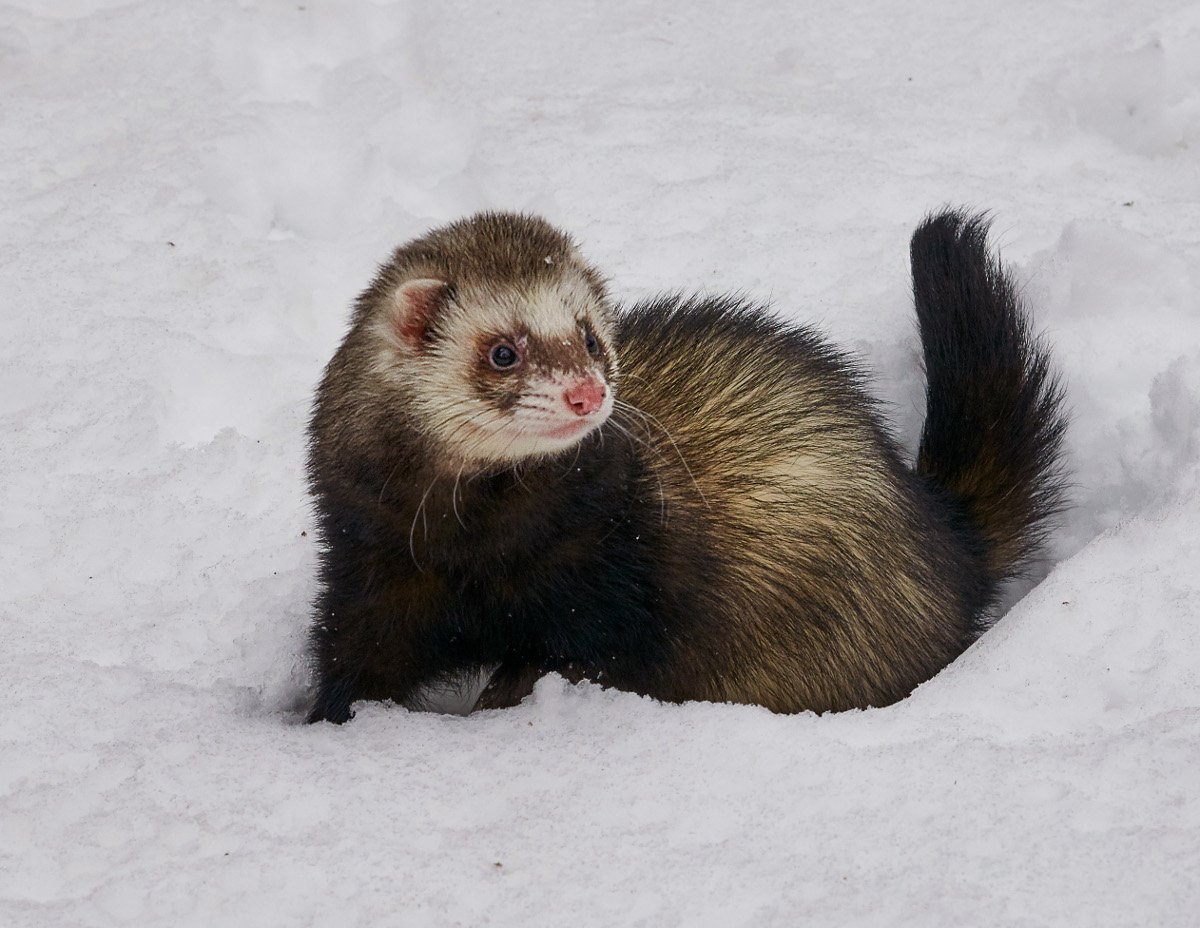 Амурский Степной хорек