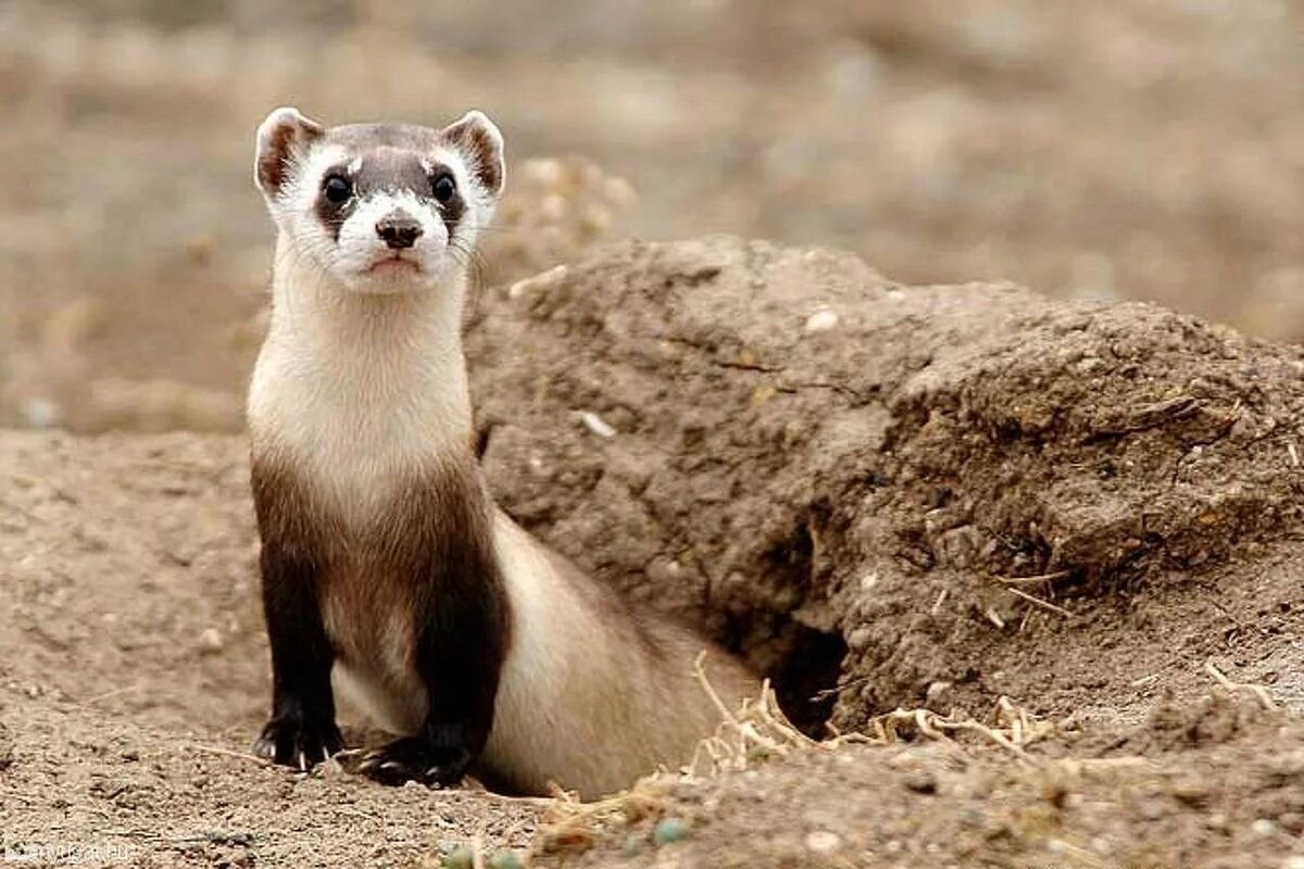 Американский черноногий хорек