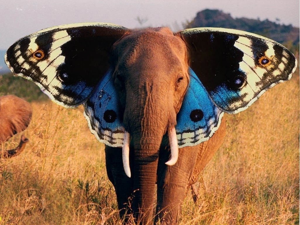 Слон бабочка
