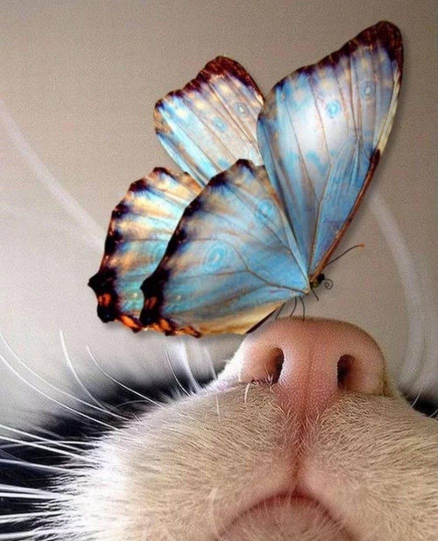 Кошка с бабочками