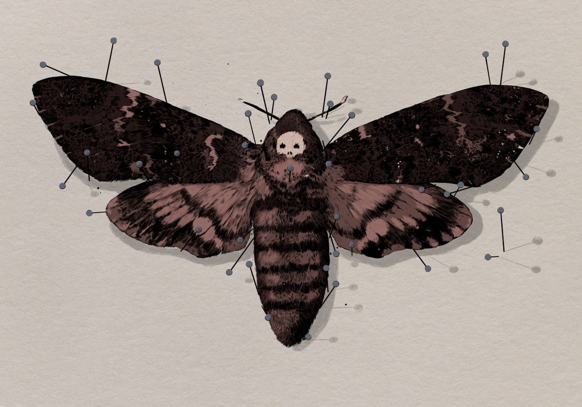 Насекомые Эстетика