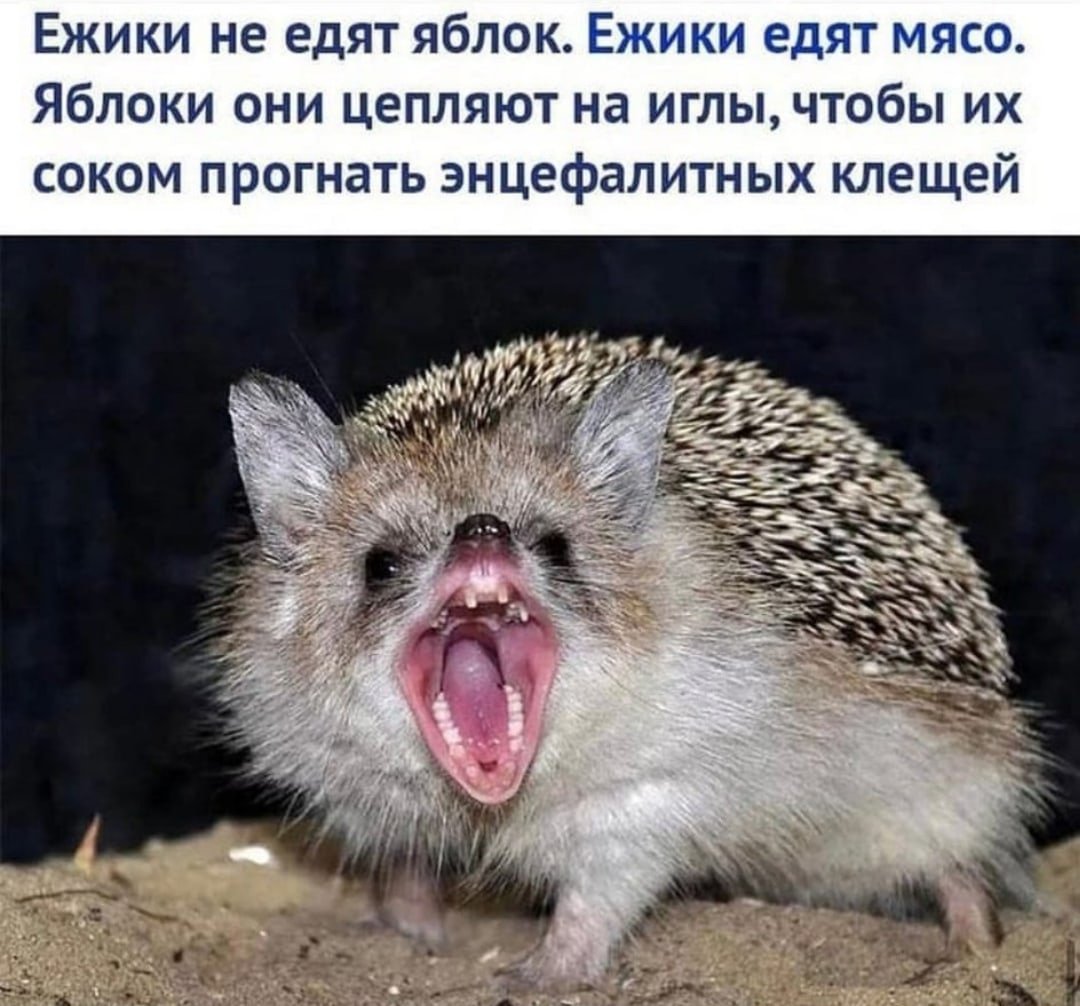 Прикол про ежа