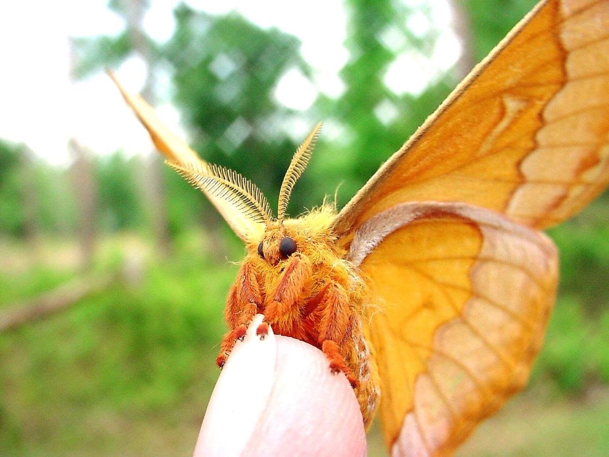 Милый мотылек