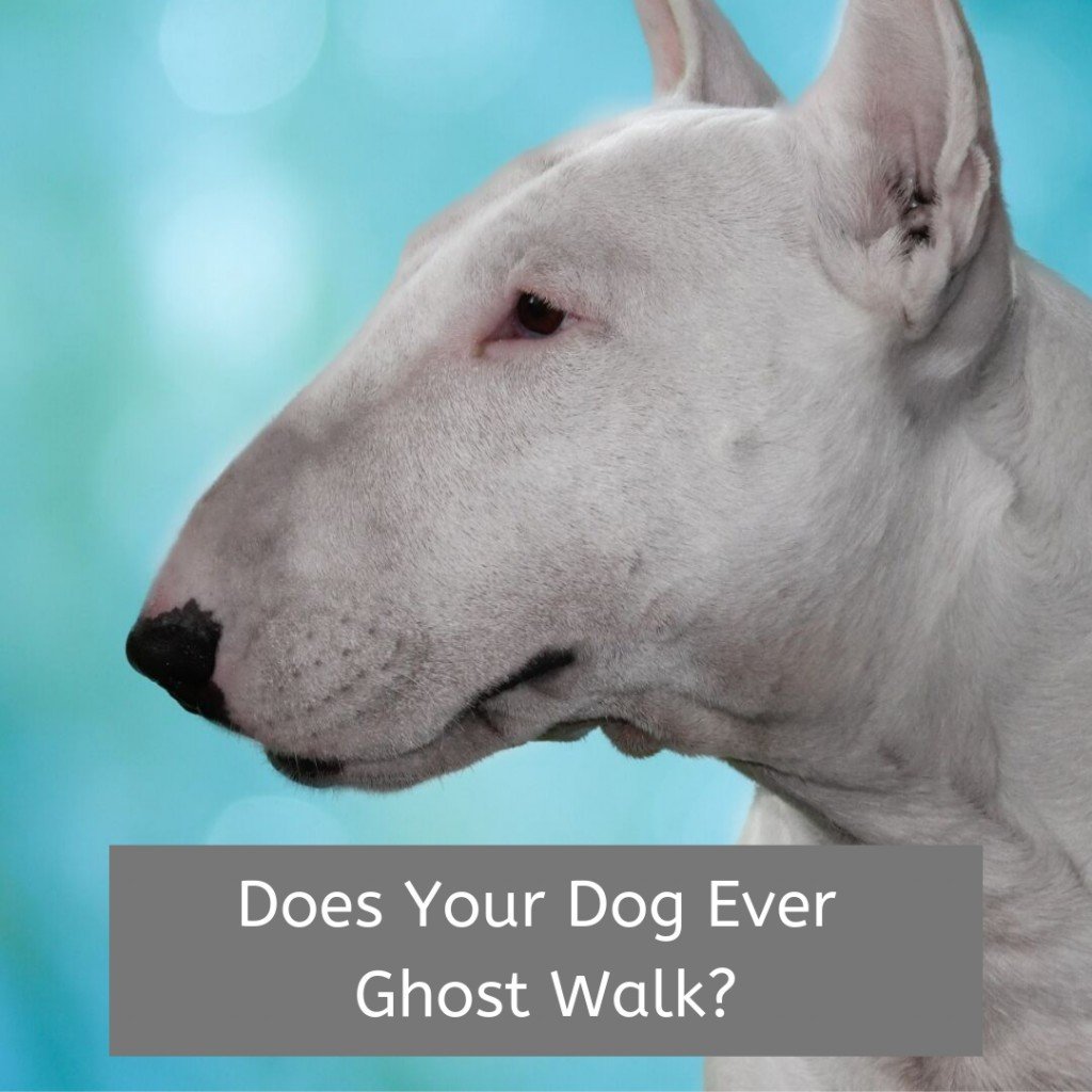 Французский бультерьер